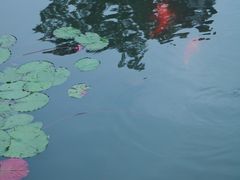 -西湖游船