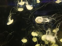 -绿色星球动物主题公园
