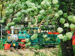 -上海共青森林公园