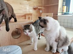 -喵屿·大理花园猫咖