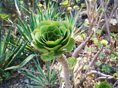 -墨尔本皇家植物园