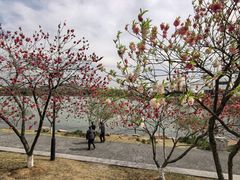 -羊山湖公园