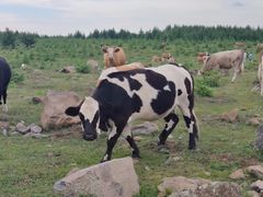 -昆明动物园