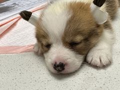 -瑞派康怡24h宠物医院·犬猫医疗中心·微创绝育(瑞景分院)
