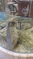 -卡通尼·Safari非洲探索乐园·生日会(金桥国际商业广场店)