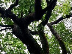 -上海市保健医疗中心