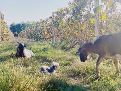 -安德鲁户外烧烤帐篷营地(马泉营店)
