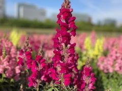 -春花秋色城市公园