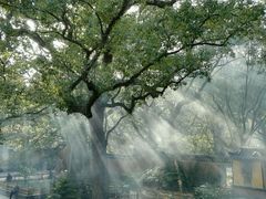 -普陀山风景名胜区-法雨禅寺