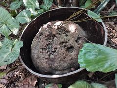-呀诺达热带雨林