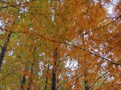 -白鹭湾湿地公园