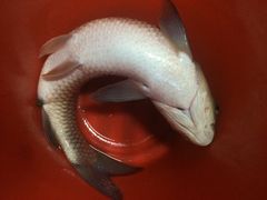 草鱼-白洋淀锅里口灶台鱼