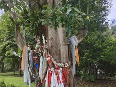 -中国科学院西双版纳热带植物园