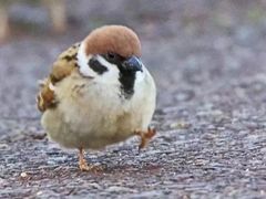 -Manner Coffee(芮欧百货店)