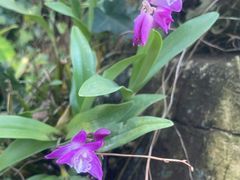 -国家植物园南园