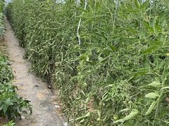 -庞各庄翠芳园西瓜蔬菜基地采摘园