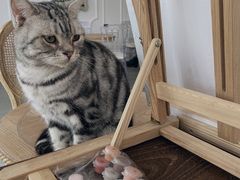 -共舞时光猫咖·狗咖(新街口店)