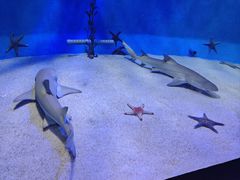 -太平洋海底世界