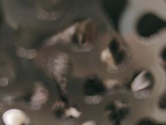 -艾贝尔宠物医院·24H转诊中心·肿瘤猫专科(江宁双龙店)