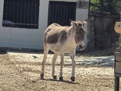 -青藏高原野生动物园
