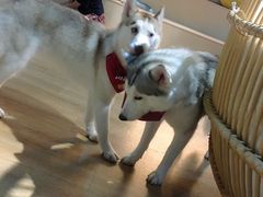 -Husky Go! 哈士奇体验馆·宠物咖啡厅狗咖