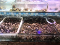 水产区-四海蒸鲜蒸汽海鲜自助(北戴河店)