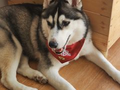 -Husky Go! 哈士奇体验馆·宠物咖啡厅狗咖