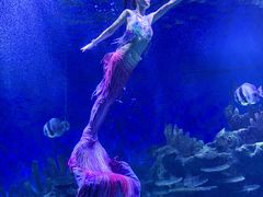 -海合安武汉极地海洋公园