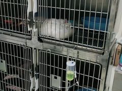 -北京恒爱动物医院(清景园分院)