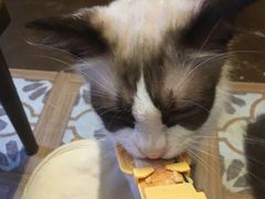 -猫猫幼稚园·撸猫·桌游·电玩