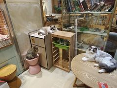 -藏猫猫咖啡主题馆(中央大道店)