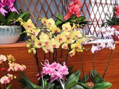 -龙大花卉苗木市场