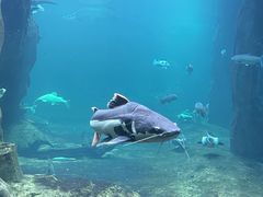 -华夏文旅海洋公园