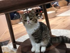 -瞄一喵猫咖(格力海岸店)