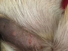 -宠爱国际动物医院· 猫科· 外科·中兽医(长白店)