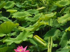 -灞河西岸滨河公园