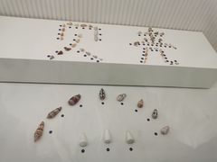 -青岛贝壳博物馆