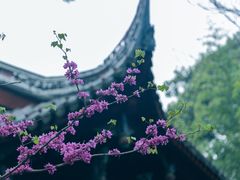 -望江楼公园