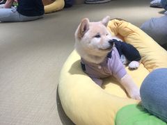 -逗柴咖啡屋·狗咖猫咖宠物桌游