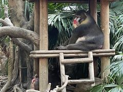 -广州长隆野生动物世界