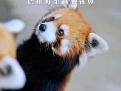 -杭州野生动物世界