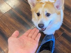 -豆柴町-柴犬主题狗咖(红鼎国际C座店)