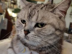 -海边的猫和咖啡馆