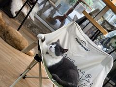 -李小姐の猫咖啡馆(五角场店)