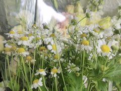 -雪蔓之鲜花气球派对(家佳源时代中心店)
