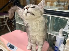 -70cat德文卷毛猫·缅因猫纯种猫舍