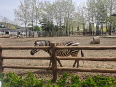 -大连森林动物园