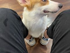 -柯斗斗主题餐厅·狗咖·围炉煮茶·茶饮(国瑞升平里店)