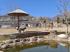 -大连森林动物园