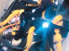 -中环花鸟鱼虫市场
